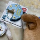 도그먼트 이미지