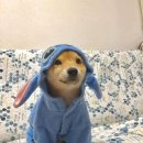 아델1 이미지