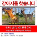 (강아지실종신고) 강아지를 찾습니다,겁이 많음,인천시 서구 검단힐스테이트6차,완정역 사거리 이미지