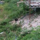 섬초롱민박 이미지