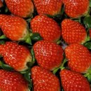 청광농장 이미지