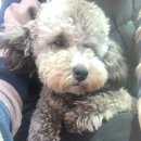 쁘띠 펫 살롱 이미지