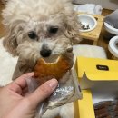 강아지 약과 같이 먹는 김규흔한과 우리밀 찹쌀약과