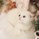 대구고양이분양 나비캣 이미지