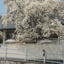 아이로드 | [상봉 카페] 빈스로드 목련 개화 현황, 아이와 창가 명당자리 잡은 후기