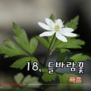 독초 산나물(동의나물, 들바람꽃, 매발톱, 모뎀이풀, 자리공, 미치광이풀, 박새) 이미지