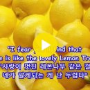 Peter, Paul &amp; Mary / Lemon Tree 이미지