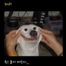 웃개 이미지
