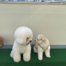 486독스쿨 이미지