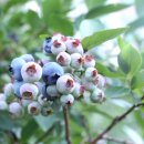 강신농장 이미지