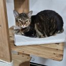 동물보육원 대전서구갈마지부 이미지