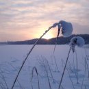 순천만 갈대밭 이미지