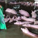 홍수농장 이미지