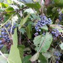 머루다래 이미지