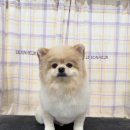 탱스땡스 이미지