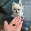 강아지 피부영양제) 에이플퍼피 퓨어 급여후기(가격, 성분,기호성, 강아지 피부질환 개선 후기)