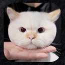 고양이미용 캣어스 이미지