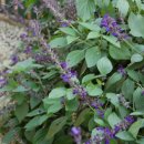 블루세이지 이미지