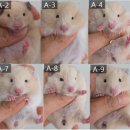 부산햄스터분양 행복햄 이미지