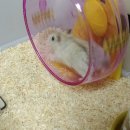 햄스터 다락방 이미지