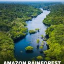 🌎 아마존 열대우림 — 지구의 허파에 무슨 일이 일어나고 있으며, 세계는 이를 어떻게 지키려 하는가 이미지