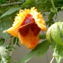 (주)코스모스 이미지