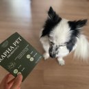 라파펫 | [강아지유산균] 라파플러스 라파펫 유산균으로 강아지장건강 챙기기