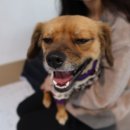 두리동물병원 이미지