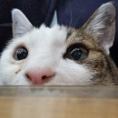 광교호수 동물병원 이미지