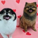안골로 | 지금여기서행복하개 — 구리시 안골로4 소중한 반려견을 위한 행복한 미용 &amp; 케어 공간