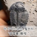 피스쿠스 이미지