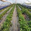 적중농장 이미지