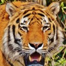 호랑이약국 이미지