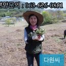 한잎새