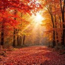 Calming Music with Beautiful Nature Videos 🍂 Autumn Scenery, Peaceful Soot 이미지