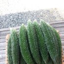 여주-0553 네이버블로그