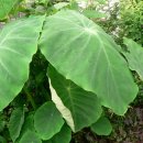 뿌리(根)나물(9)-토란(土卵:Colocasia esculenta ) 이미지