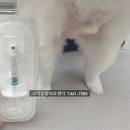십자의료양행 | 고덕동 상일동 동물병원 애니콘주 강아지 관절주사