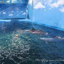 고래김밥 이미지