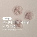배양 | 수지마리아 시험관 과정 : 난자 채취 및 4일 배양 신선 이식 후기