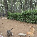 준성수산 | 강릉 연곡솔향기캠핑장 연곡해수욕장 주문진성당