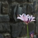 친구반점 이미지