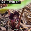 진해 「장복산 」~ 「천자봉 」,, 벚꽃길 따라서.. 이미지