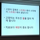 제주고양이