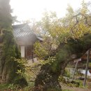 석하별당 | 대전 남간정사(南澗精舍)의 봄