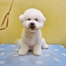 애견미용 견출지 노원점 이미지