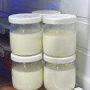 6421 | 보만 요거트 메이커(JM6421) 내돈내산 후기