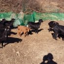 강원도흑염소 이미지