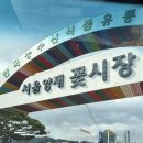 양재우성 | 양재꽃시장 분화온실 구경 후기 (우성농원 · 희귀 관엽 · 아프리카 식물 · 초보 식린이 추천 식물)