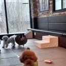 B&B(바비브라운 비숑프리제) | 울산애견유치원 다녀온 후기, 바비브라운 비숑프리제의 하루